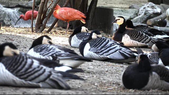 Barnacle geese resting on ground with scarlet ibis background