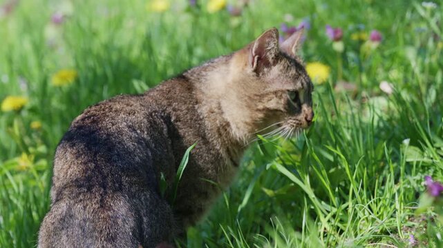 Tabby cat sniffing and exploring fresh green grass in a natural environment