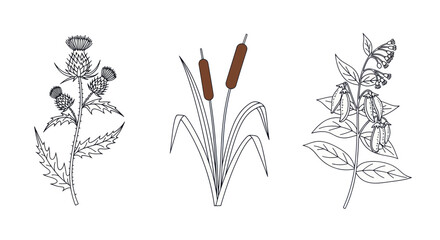 Botanical illustration of thistle, cattails, and foxglove plants, line art © Roni