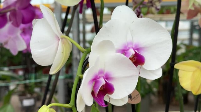 White Phalaenopsis Orchids in greenhouse close-up cascade of blooms and unopened buds on slender stems, lush green leaves, diffused.