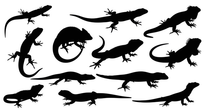 Lizard Silhouettes Collection: Diverse Reptile Poses and Species