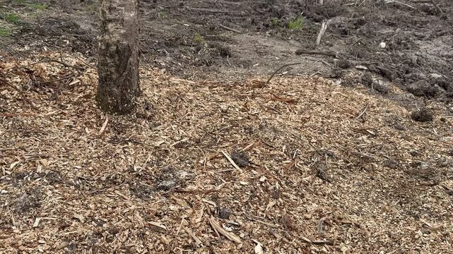 Birch mulch scattered around tree trunk top view of dense leaf chips covering forest floor daylight earthy brown tones close.
