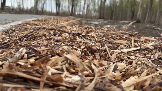 Birch mulch covering park path, sprinkled along paved footpath in birch grove park, dry brown leaves and wood chips forming soft.