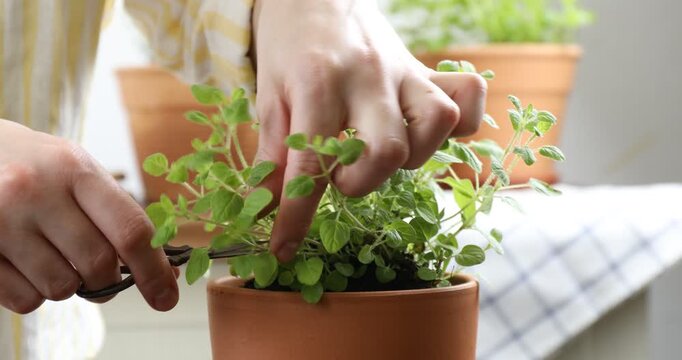 Woman cutting sprig of fresh oregano from pot indoors, closeup