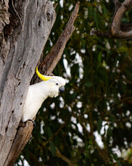 cockatoo on tree © Tim