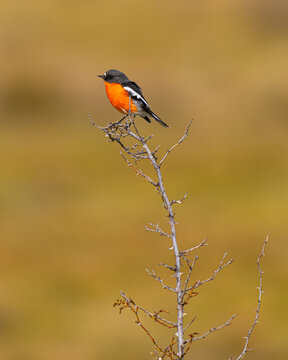 red robin on branch