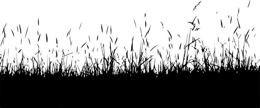 Black grass silhouette, grassy texture, vector grass border, landscape element