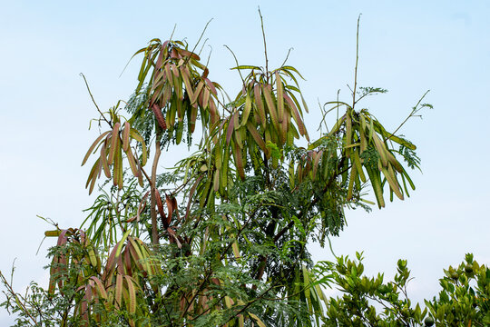 Lamtoro, kemlandingan, petai selong or petai cina (Leucaena leucocephala) as food and alternative herbal medicine	