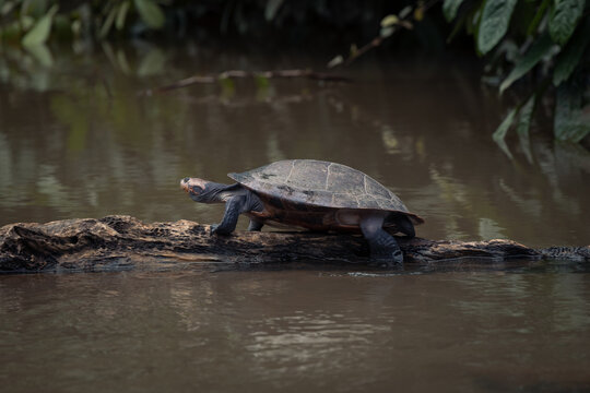 Tortuga en el r&iacute;o Capahuari
