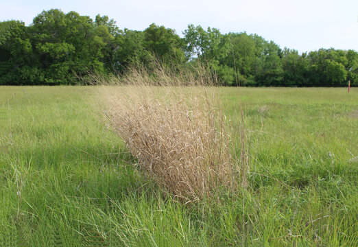 Brown switchgrass in a field in spring in Niles, Illinois