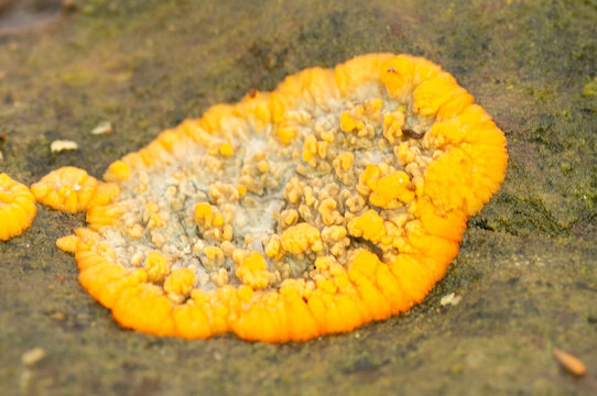 Physarum Slime Mould Orange Circular Plasmodium on Stone