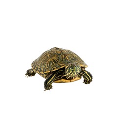 Obraz premium turtle isolated on white background