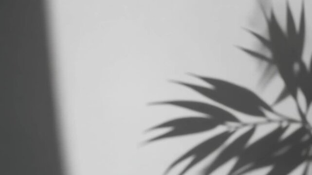 Cinematic Slow Motion Elegant Shadow Patterns of Tropical Leaves Projected on White Surface
