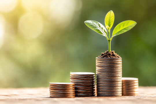 Coins and Growth Plant
