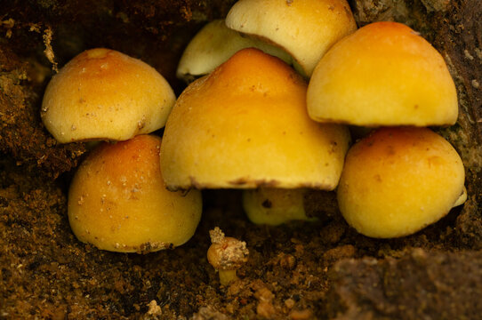 Sulphur Tuft Mushroom Group Decayed Wood Hollow