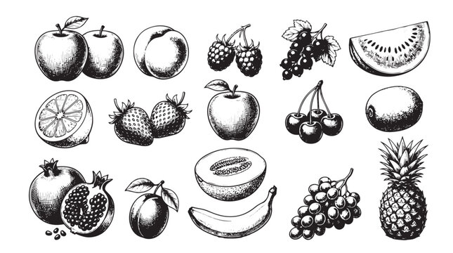 Vintage hand drawn fruit sketches, black and white botanical engraving set, organic garden harvest vector illustrations for menu design and packaging