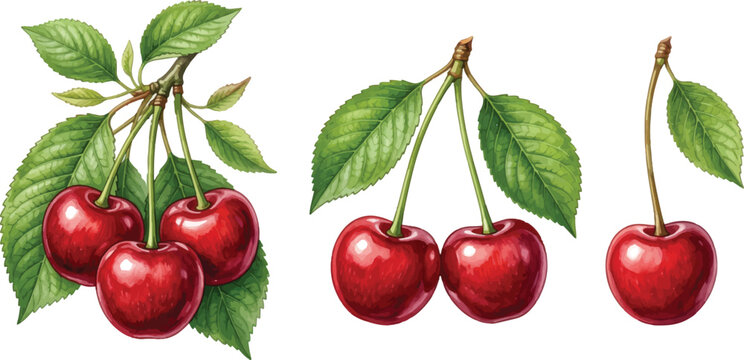 Vintage botanical cherry illustration set, realistic red cherries on stems with green leaves, hand drawn fruit vector clipart for food packaging