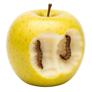 Cut yellow apple with brown worm inside isolated on transparent background