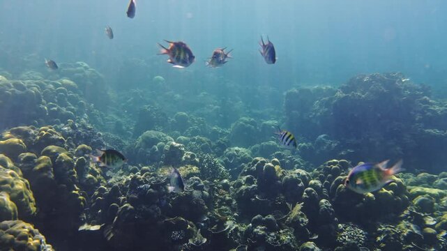 Indo-pacific sergeant fish swimming over a coral reef