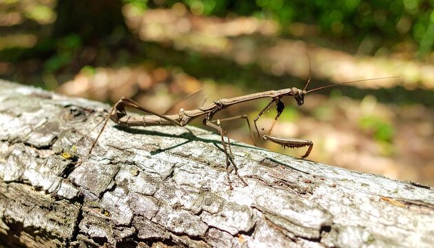 Close-up of a stick insect gripping tree bark in natural camouflage
