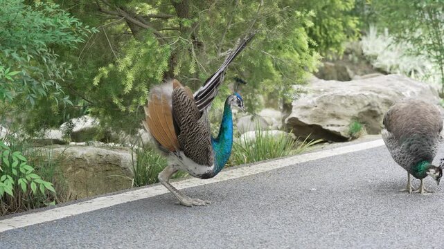 peacock displaying full colorful tail feathers to a female peahen in natural outdoor setting