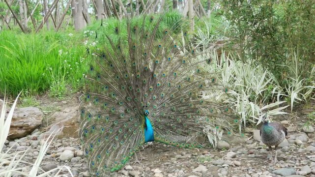 male peacock displaying full colorful tail feathers to a female peahen in natural outdoor setting