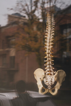 Anatomical Spine and Pelvis Model Reflected in Window.