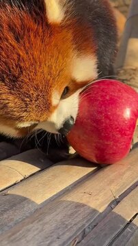 Sweet apple eating moments with red panda. One bite closer to happiness.