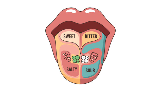 Detailed Human Tongue Taste Map Vector Illustration with Sweet, Salty, Bitter, and Sour Zones for Education