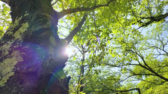 苔むしたサクラの古木と輝く木漏れ日