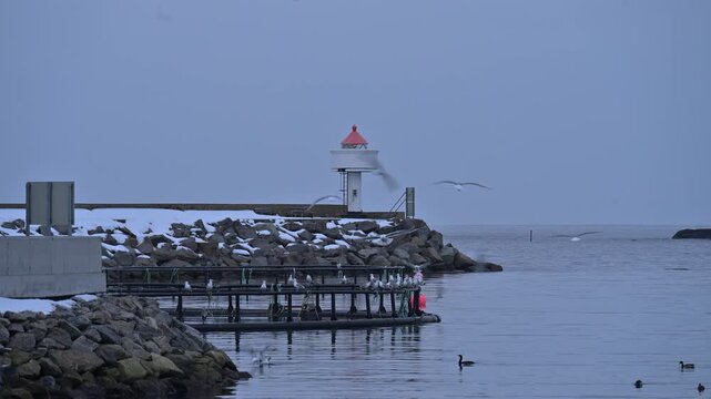 Seagulls fly over a snowy Lofoten harbor with a lighthouse and calm winter sea.