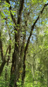 Methuselah's beard lichen - Usnea longissima - hanging from a tree in a forest in Oregon.