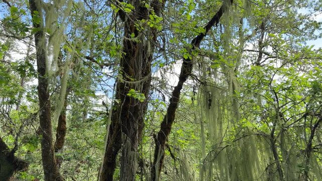 Methuselah's beard lichen - Usnea longissima - hanging from a tree in a forest in Oregon.