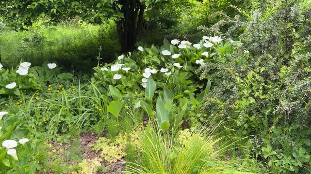 Calla lilies in a garden.