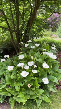Calla lilies in a garden.