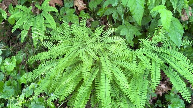 Maidenhair fern growing in a forest in Oregon.