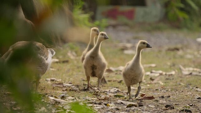 Young goose duckling bird wildlife farm animal walking ground outdoors natural habitat, gosling flock grass and field daylight, juvenile bird standing rural pasture path with brown white feathers