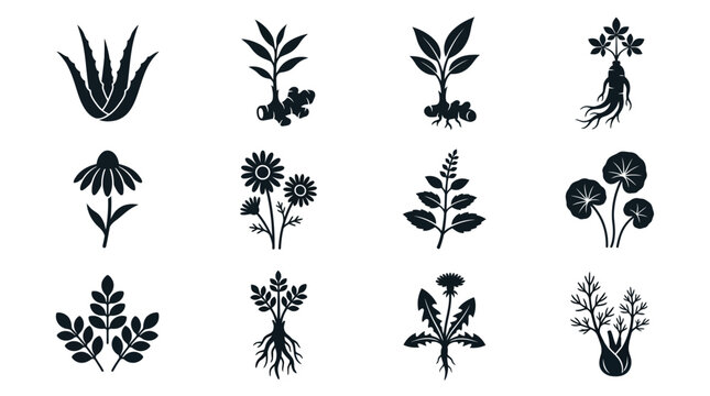 aloe vera leaf silhouette  ginger plant silhouette  turmeric plant silhouette  ginseng root silhouette  echinacea flower silhouette  chamomile flower silhouette  holy basil plant silhouette  gotu kola