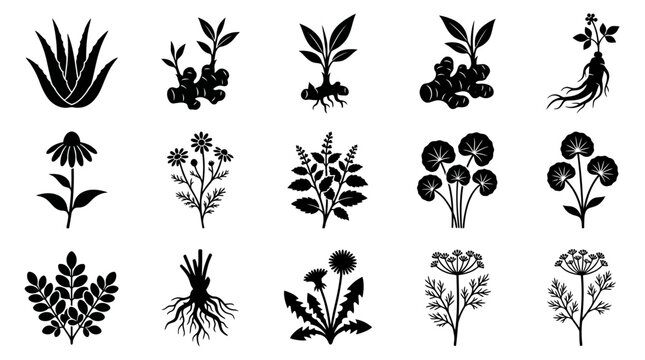aloe vera leaf silhouette  ginger plant silhouette  turmeric plant silhouette  ginseng root silhouette  echinacea flower silhouette  chamomile flower silhouette  holy basil plant silhouette  gotu kola