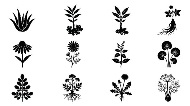 aloe vera leaf silhouette  ginger plant silhouette  turmeric plant silhouette  ginseng root silhouette  echinacea flower silhouette  chamomile flower silhouette  holy basil plant silhouette  gotu kola