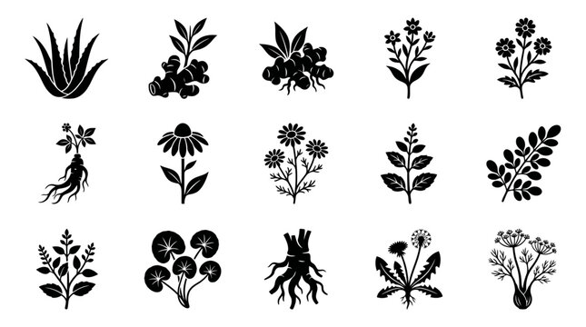 aloe vera leaf silhouette  ginger plant silhouette  turmeric plant silhouette  ginseng root silhouette  echinacea flower silhouette  chamomile flower silhouette  holy basil plant silhouette  gotu kola