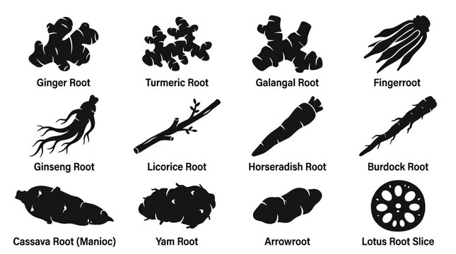  ginger root silhouette  turmeric root silhouette  galangal root silhouette  fingerroot silhouette  ginseng root shape  licorice root silhouette  horseradish root silhouette  burdock root silhouette  