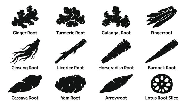  ginger root silhouette  turmeric root silhouette  galangal root silhouette  fingerroot silhouette  ginseng root shape  licorice root silhouette  horseradish root silhouette  burdock root silhouette  