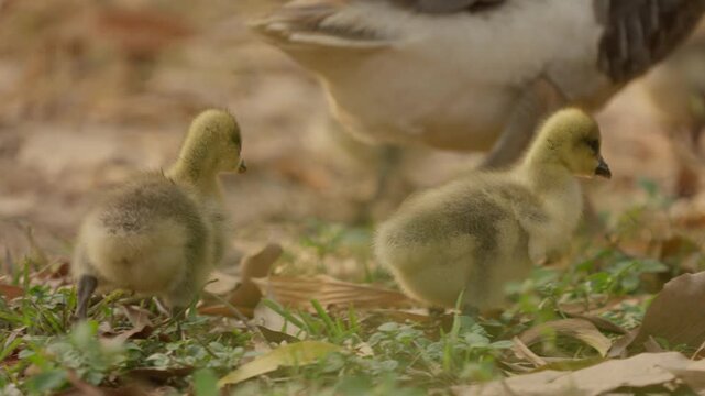 Duckling and chick family with juvenile bird and gosling in natural outdoor grass meadow, fluffy yellow feather young animal scene with mother duck and pair walking outdoors