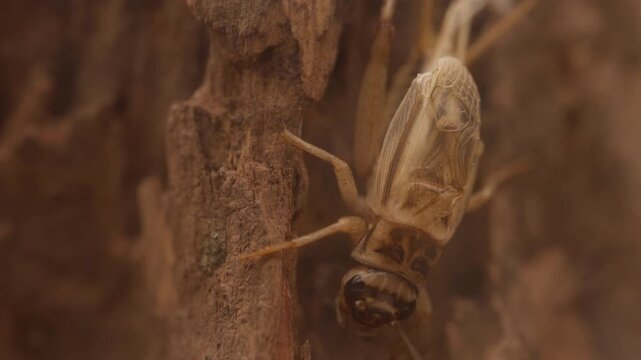 Macro insect tree bark, brown beetle with translucent wing, closeup of small arthropod wood, natural texture background, outdoor wildlife detail, cicada with antenna leg, insect macro rough bark