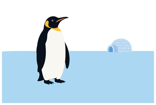 Penguin standing on ice block.