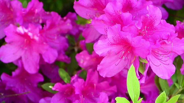 ツツジの花
