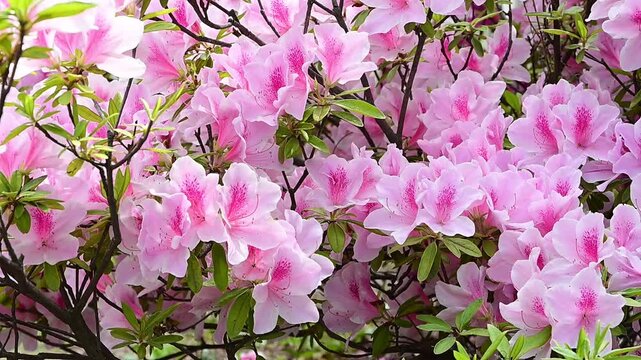 ツツジの花