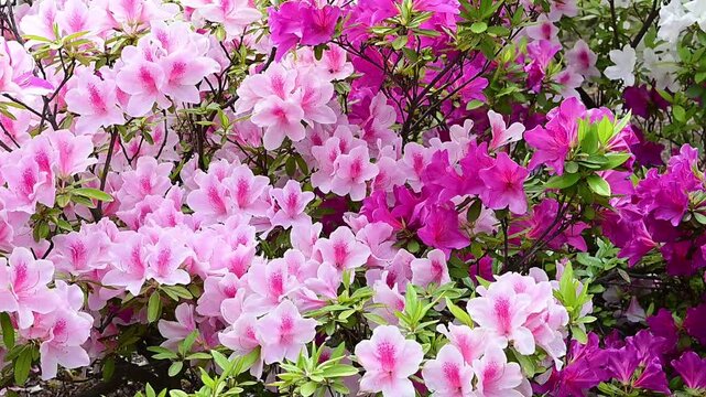 ツツジの花