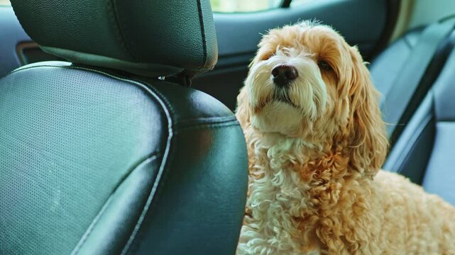 A small Toy Poodle and Havanese mix dog is sitting in a car. The dog looks curious and alert, enjoying the warm sunshine during a nice afternoon outing.